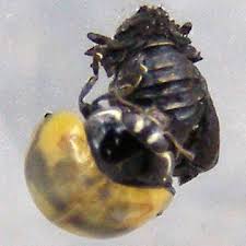 Attēlu rezultāti vaicājumam “Adalia bipunctata imago”