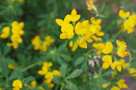Attēlu rezultāti vaicājumam “Lotus corniculatus”