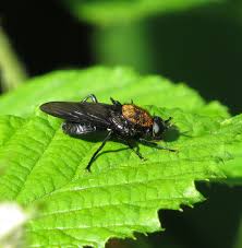 Attēlu rezultāti vaicājumam “Clitellaria ephippium”