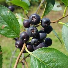 Attēlu rezultāti vaicājumam “Aronia melanocarpa”