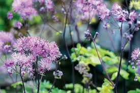 Attēlu rezultāti vaicājumam “Thalictrum aquilegifolium”