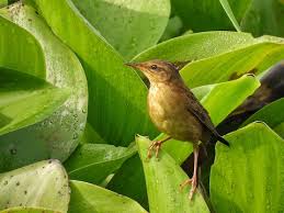 Image result for Locustella certhiola