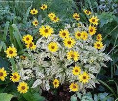 Image result for Heliopsis scabra