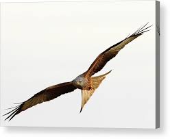 Image result for Milvus milvus