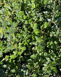 Attēlu rezultāti vaicājumam “Ribes alpinum”