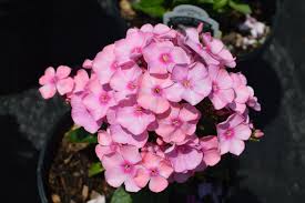 Image result for Phlox paniculata `Sweet Summer`