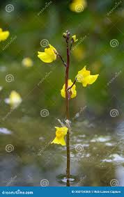 Attēlu rezultāti vaicājumam “Utricularia vulgaris flower”