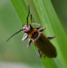 Attēlu rezultāti vaicājumam “Cantharis figurata”