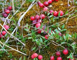 Attēlu rezultāti vaicājumam “Oxycoccus palustris”