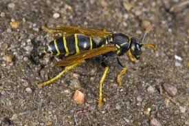 Attēlu rezultāti vaicājumam “Polistes nimpha”