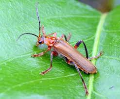 Attēlu rezultāti vaicājumam “Cantharis livida”