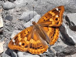 Attēlu rezultāti vaicājumam “Apatura ilia female”