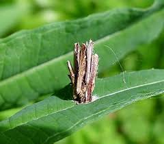 Attēlu rezultāti vaicājumam “Psyche casta larva”