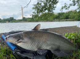 Image result for Ictalurus furcatus