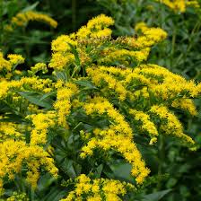 Attēlu rezultāti vaicājumam “Solidago virgaurea flower”