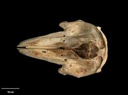 Image result for Globicephala melas