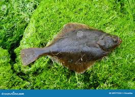 Image result for Platichthys flesus