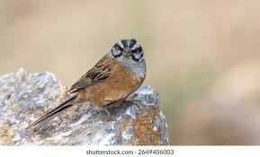 Image result for Emberiza cia