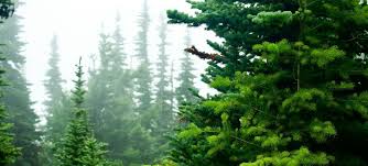 Image result for лес,