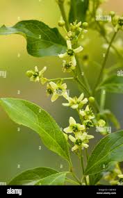 Attēlu rezultāti vaicājumam “Euonymus europaeus flower”