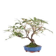 Image result for parthenocissus bonsai