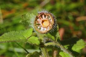 Attēlu rezultāti vaicājumam “Liposthenes glechomae”