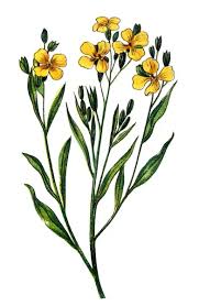 Image result for Cheiranthus cheiri