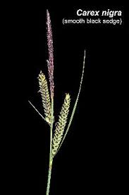 Attēlu rezultāti vaicājumam “Carex nigra”