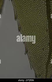 Attēlu rezultāti vaicājumam “Mnium lycopodioides”