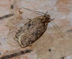 Attēlu rezultāti vaicājumam “Agonopterix aranella”