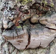 Attēlu rezultāti vaicājumam “Phellinus tremulae”