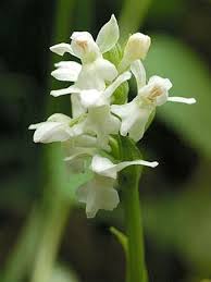 Attēlu rezultāti vaicājumam “Dactylorhiza majalis subsp. baltica bud”