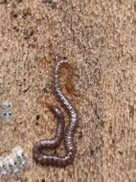 Attēlu rezultāti vaicājumam “Geophilidae”