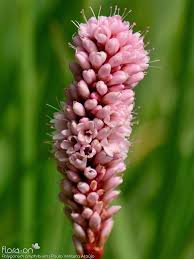 Attēlu rezultāti vaicājumam “Polygonum amphibium flower”
