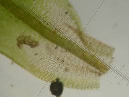 Attēlu rezultāti vaicājumam “Syntrichia virescens”