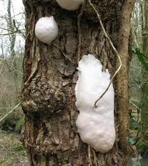 Attēlu rezultāti vaicājumam “Reticularia lycoperdon young”