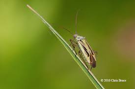 Attēlu rezultāti vaicājumam “Stenotus binotatus”