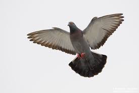 Attēlu rezultāti vaicājumam “Columba livia f. domestica”