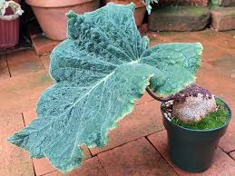 Image result for Sinningia