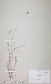 Attēlu rezultāti vaicājumam “Carex dioica fruit”