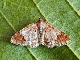 Attēlu rezultāti vaicājumam “Venusia blomeri”