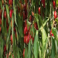 Attēlu rezultāti vaicājumam “Cornus mas fruit”