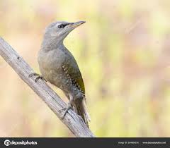 Attēlu rezultāti vaicājumam “Picus canus female”