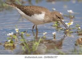 Attēlu rezultāti vaicājumam “Actitis hypoleucos”