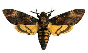 Image result for hawk moth