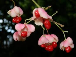 Attēlu rezultāti vaicājumam “Euonymus verrucosus fruit”