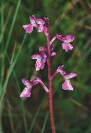 Attēlu rezultāti vaicājumam “Orchis morio”