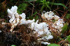 Attēlu rezultāti vaicājumam “Sistotrema confluens”