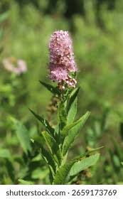 Attēlu rezultāti vaicājumam “Spiraea salicifolia”