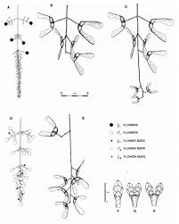 Attēlu rezultāti vaicājumam “Drepanosiphum platanoidis exuvia”